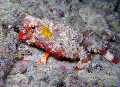 Roughback Batfish