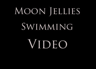 Moon Jelly Video