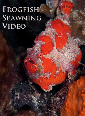 Frogfish Spawning Video