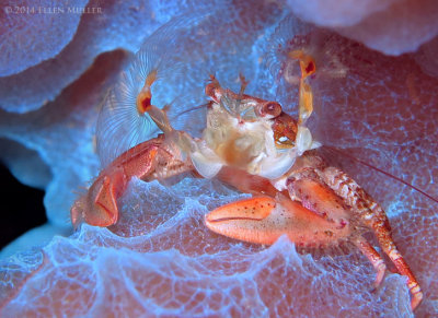 Porcelain Crab