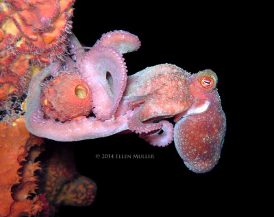 Graceful Octopus