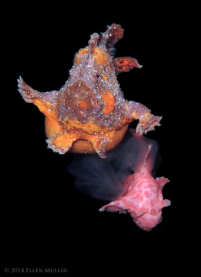 Spawning Frogfish