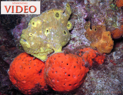 Spawning Frogfish Video