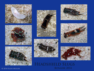 Headshield Slugs