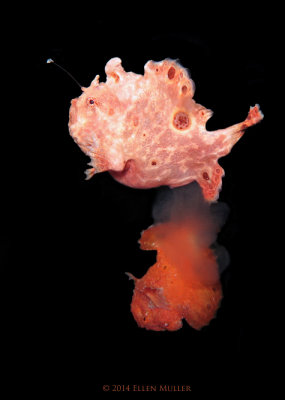 Frogfish Spawn