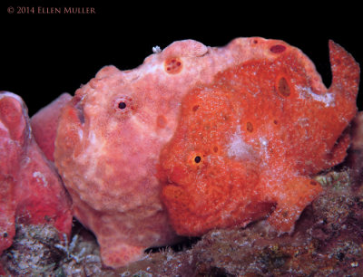 Frogfish Couple