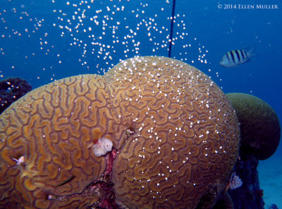 Daytime Brain Coral Spawning