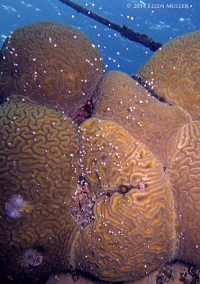 Daytime Brain Coral Spawning