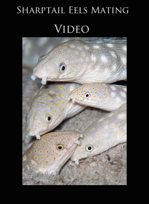 VIDEO- Sharptail Eels Mating
