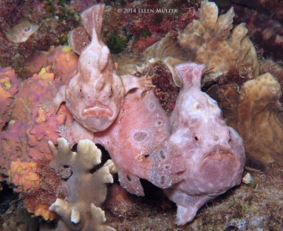 Frogfish Threesome Spawning, Photo & Video
