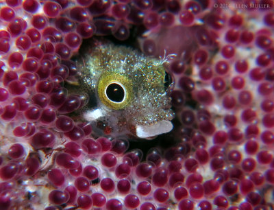 Blenny & Eggs