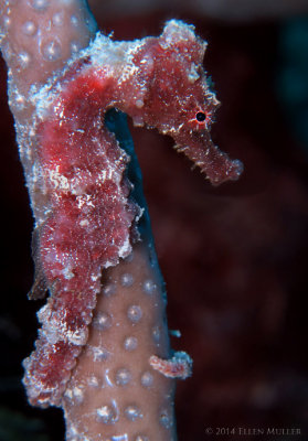 Baby Seahorse