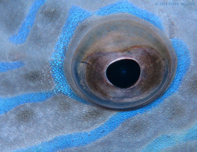 Filefish Eye