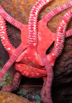 Brittle Stars