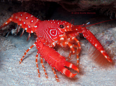 Flaming Reef Lobster