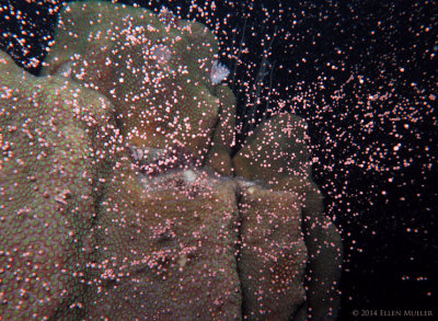 Star Coral Spawning