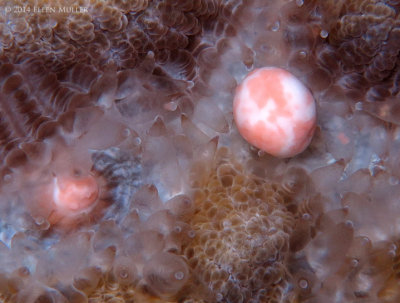 Brain Coral Eggs