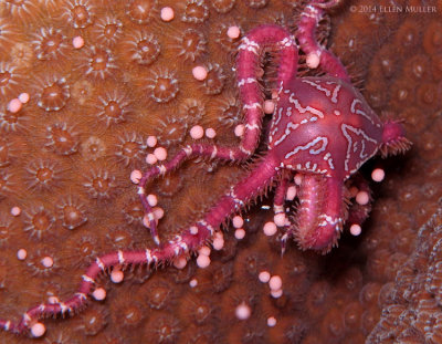 Brittle Star & Star Coral Eggs