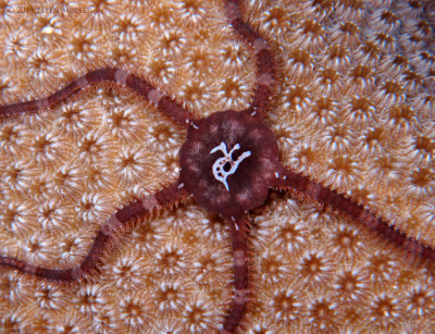 Brittle Star