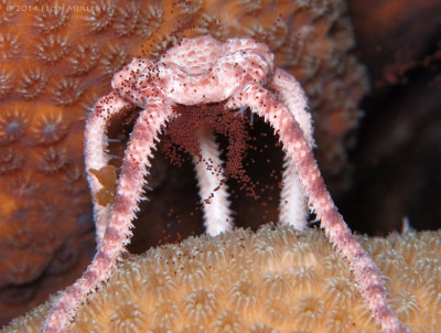 Brittle Star Releasing Eggs