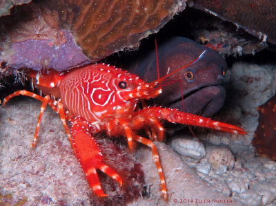 Lobster & Moray