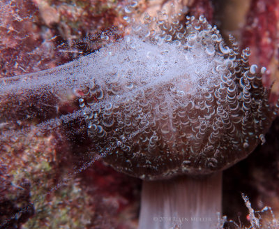 Spawning Corkscrew Anemone