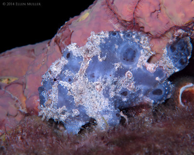 Blue Frogfish