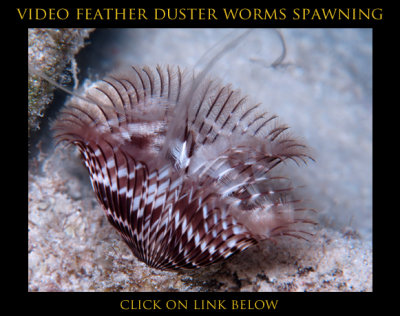 Feather Dusters Spawning Video