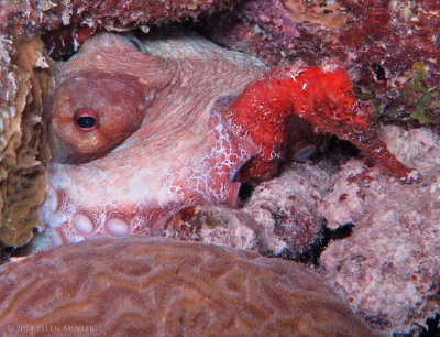 Octopus & Seahorse