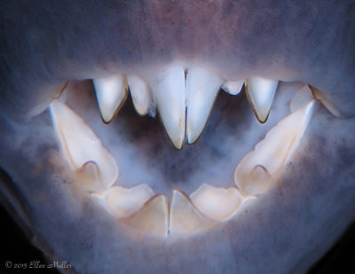 Filefish Teeth