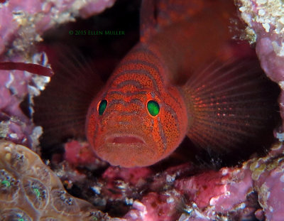 Rusty Goby