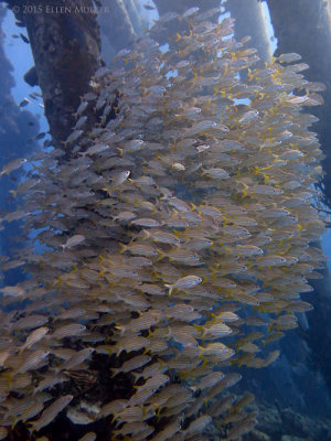 Salt Pier