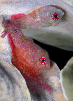 Clingfish Pair with Eggs