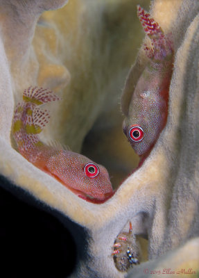 Clingfish Pair