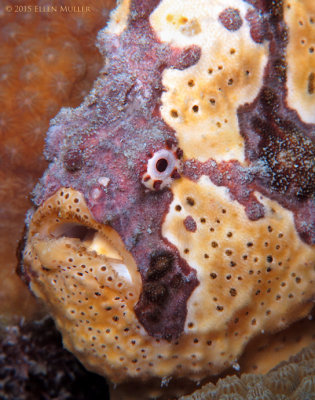Frogfish Face