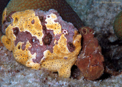 Frogfish Pair