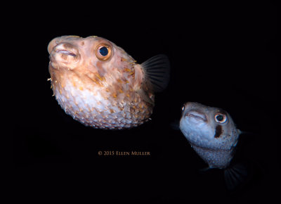 Mating Balloonfish
