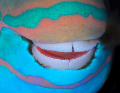 Parrotfish Smile