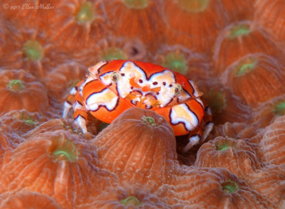 Gaudy Clown Crab