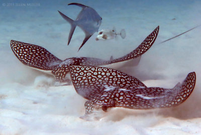 Pair of Eagle Rays