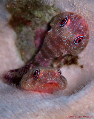 Clingfish Pair