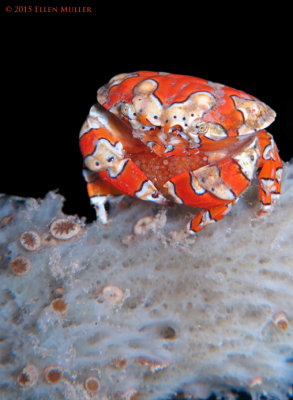 Gaudy Clown Crab with Eggs