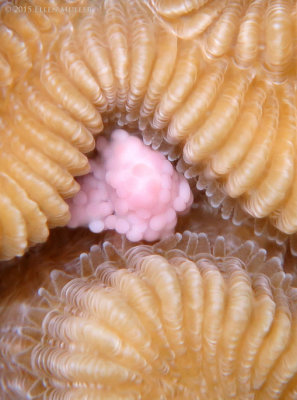 Brain Coral Egg Bundle