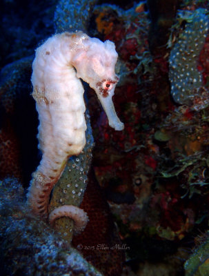 White Seahorse