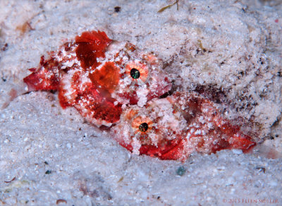 Coral Scorpionfish Pair 