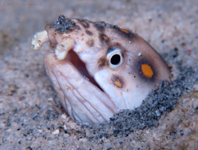 Goldspotted Eel