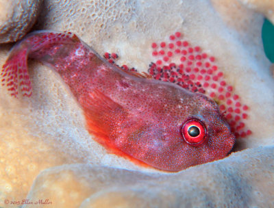Papillate Clingfish with Eggs