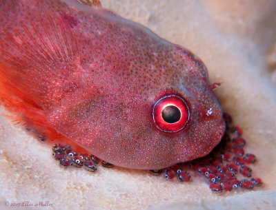 Papillate Clingfish with Eggs