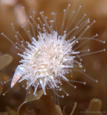 Juvenile Sea Urchin
