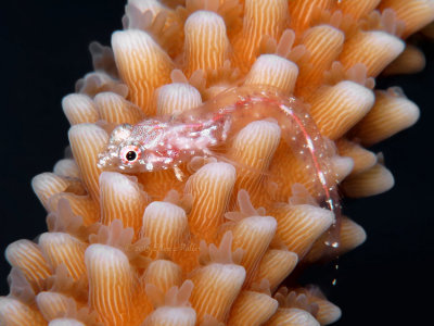 Glass Blenny